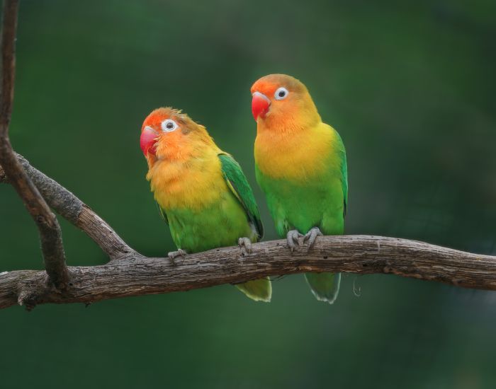 Papagalii amorezi se dovedesc a fi animale de companie grațioase, cu condiția să fie îmblânziți.
